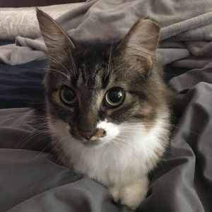 Meet your Posher, Annie